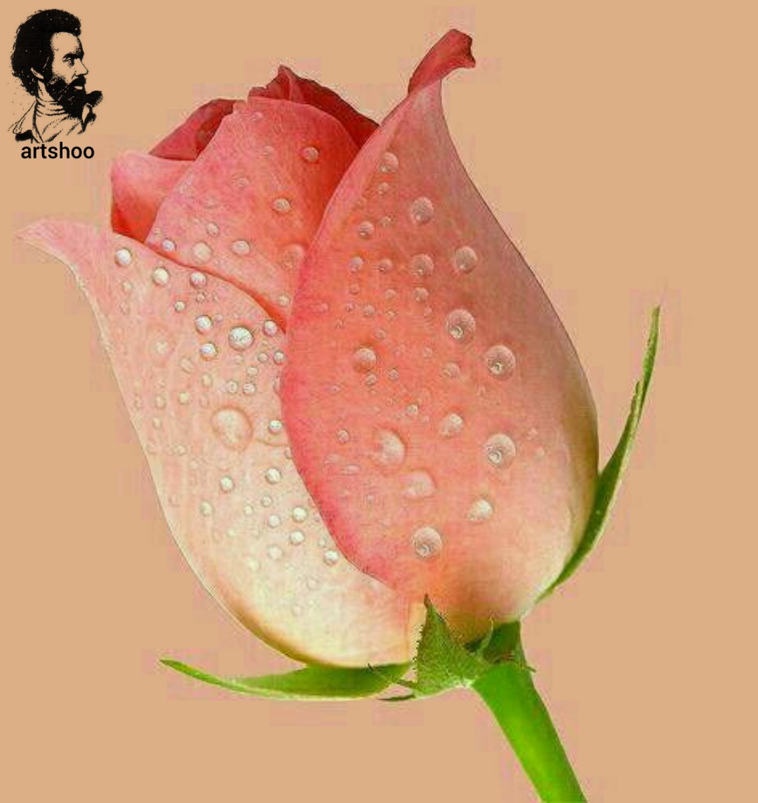 گل اورژینال رنگ روغن